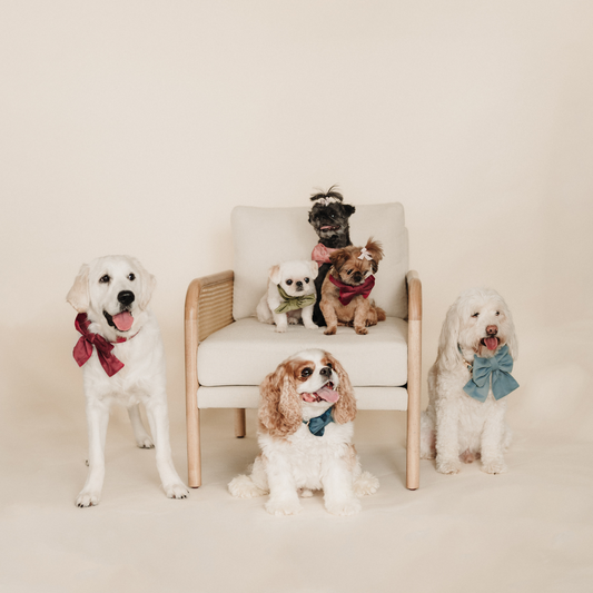 Dogs wearing velvet sailor bows, including light blue and red bow accessories