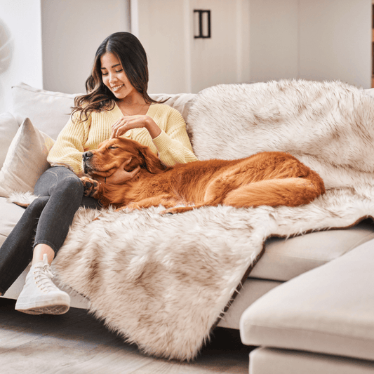 White shaggy waterproof throw blanket with brown trim, spread across couch under dog