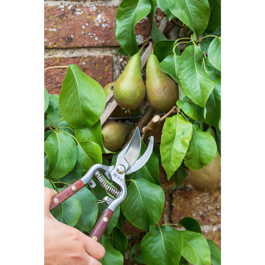 Wood-handle bypass pruner trimming branches among pears and green leaves
