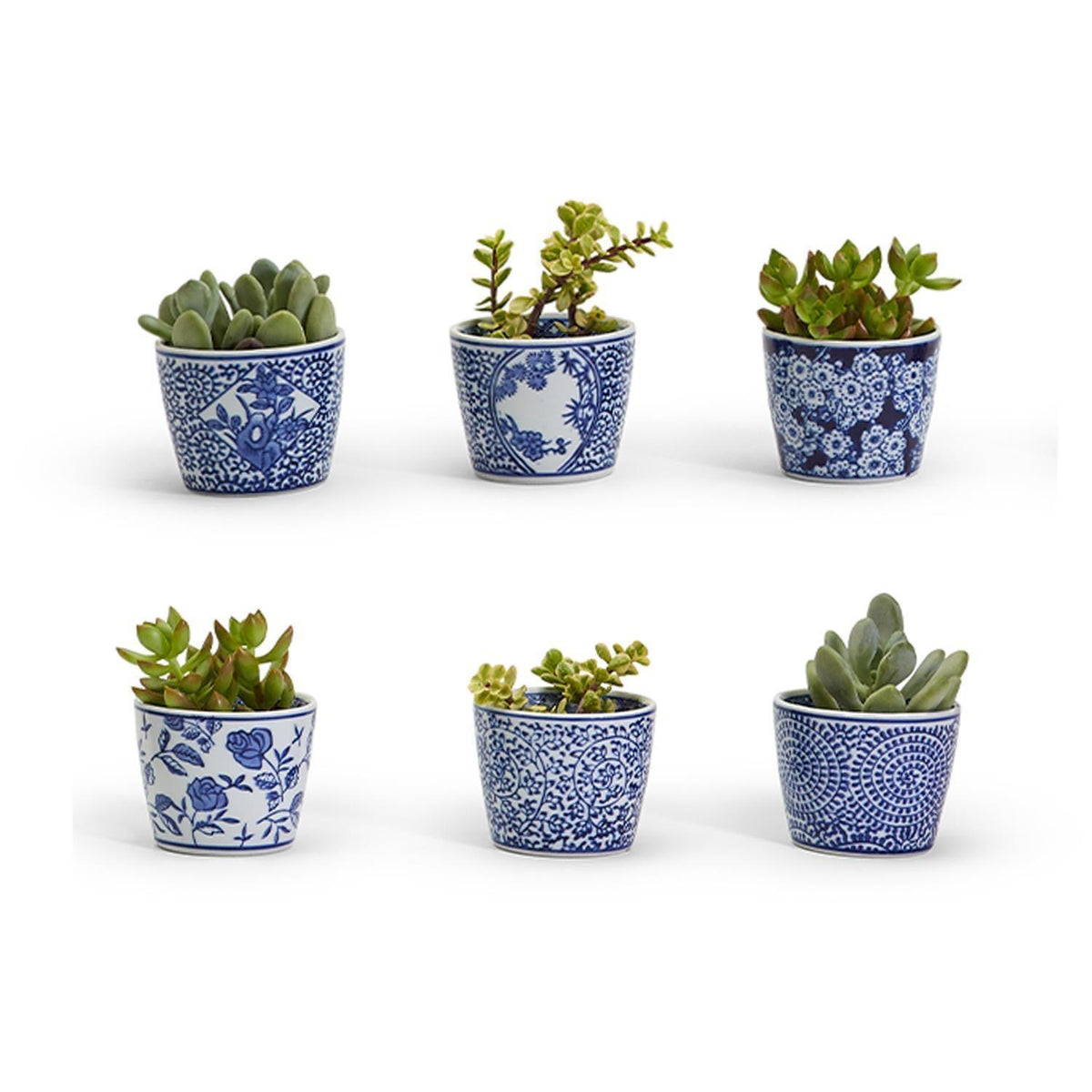 Multiple blue-and-white ceramic cachepots with green succulent plants