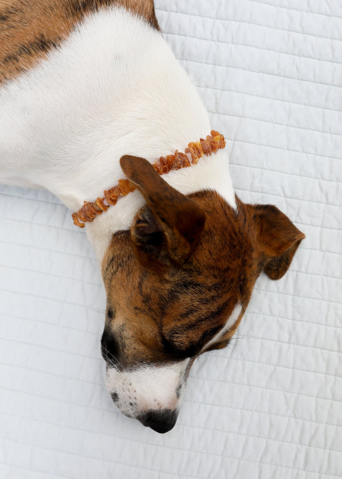 Pet dog wearing raw amber and rose quartz necklace, raw orange and pink stone chip collar