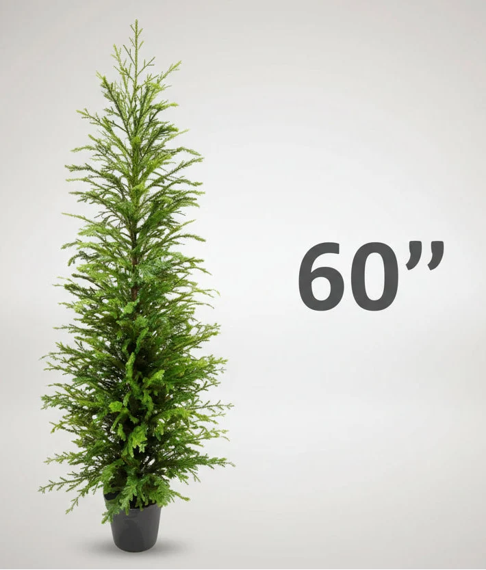 Potted Norfolk pine tree in a black pot, 60-inch height