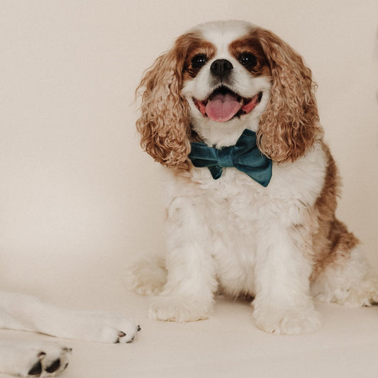 Teal velvet dog bow tie on a small brown-and-white dog