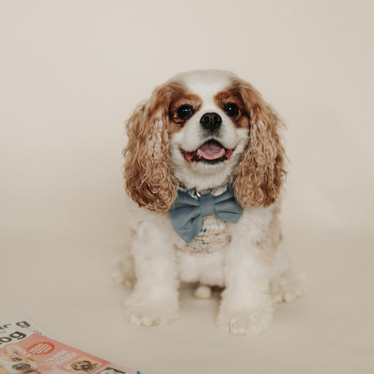 Light blue velvet dog bow tie on small curly-haired dog