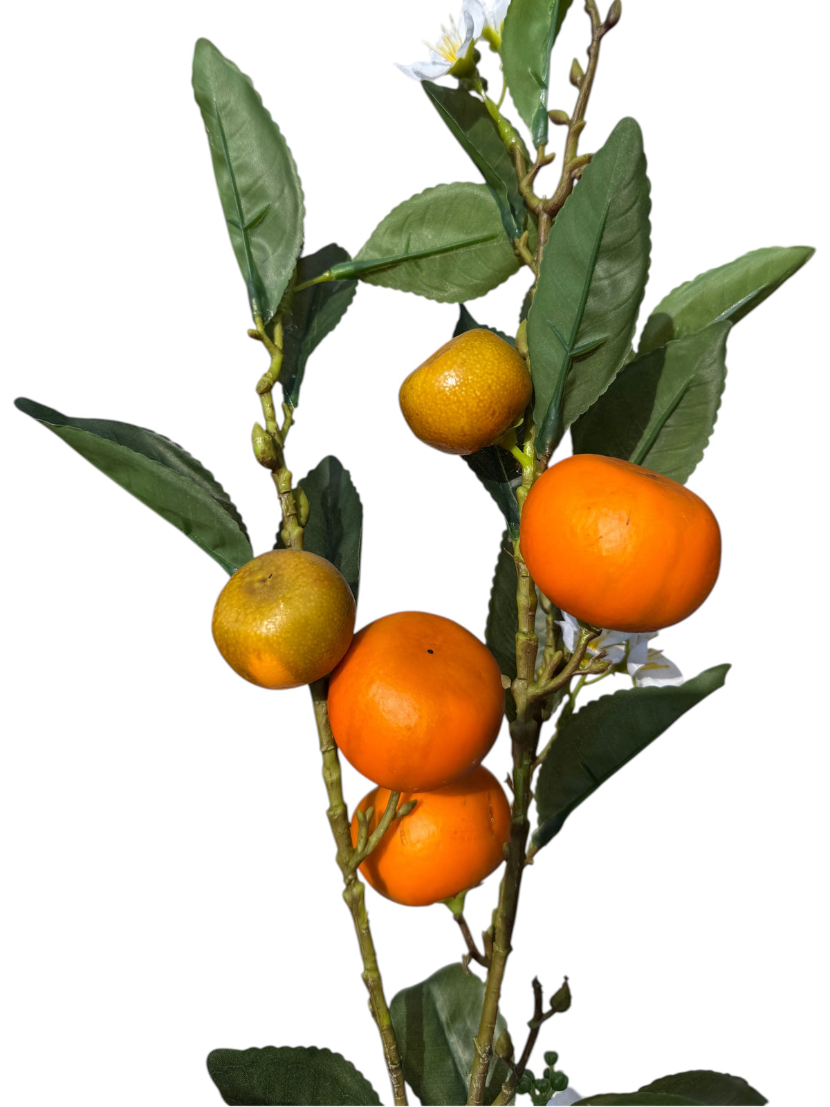 Single tangerine branch stem with green leaves and orange-yellow tangerines.