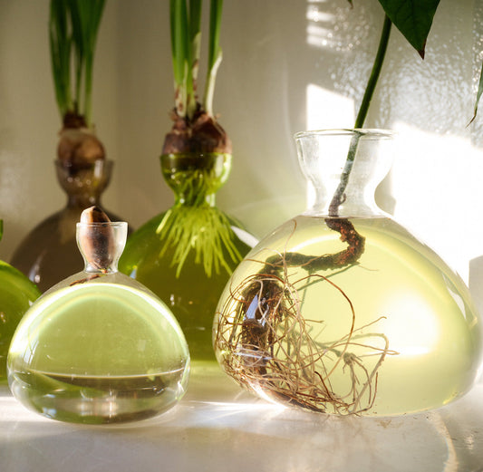 Grass-green and amber acorn-shaped glass vases with dried roots, close-up view