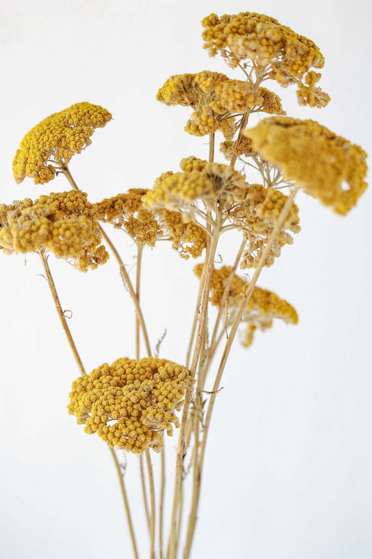 Dried yellow yarrow bouquet of thin stems with clustered blooms