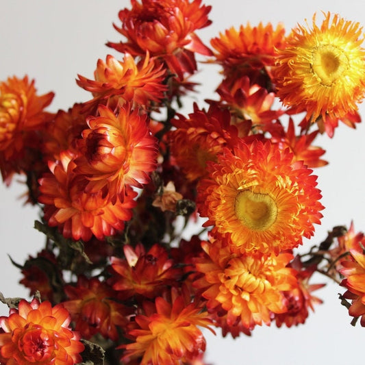 Dried strawflower bunch with orange and red daisy-like blooms