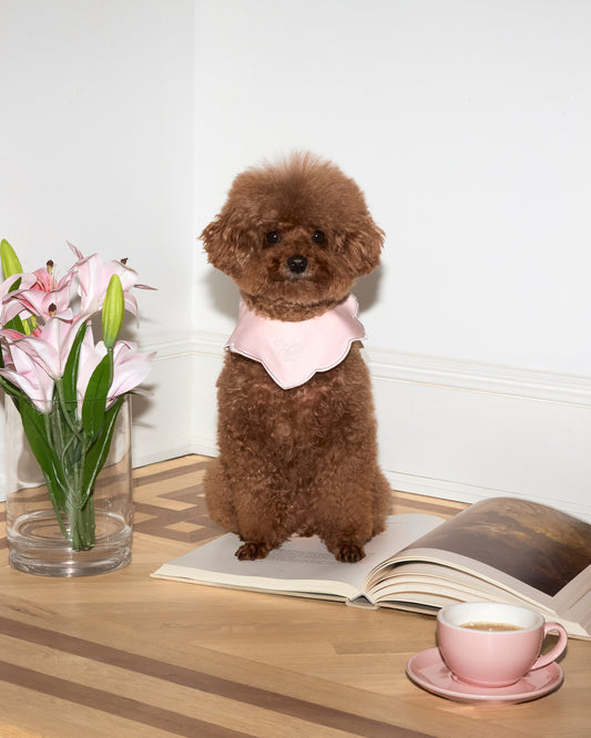 Pink scalloped collar bib worn by a small dog, ruffled edge detail