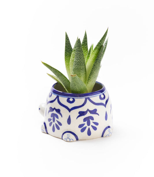 Blue and white ceramic turtle planter holding green succulents with pointed leaves