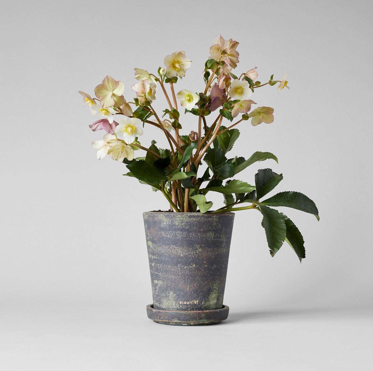Grey patina planter pot with a floral arrangement in a flared round base