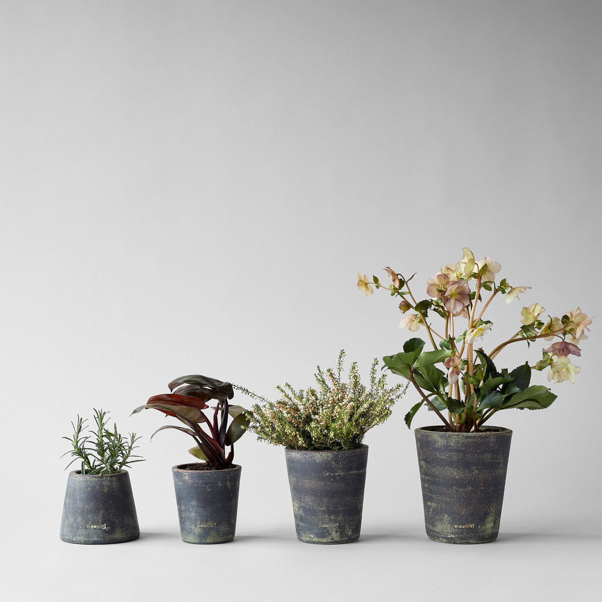 Grey patina terra cotta planters with plants, four mixed sizes, rounded shapes
