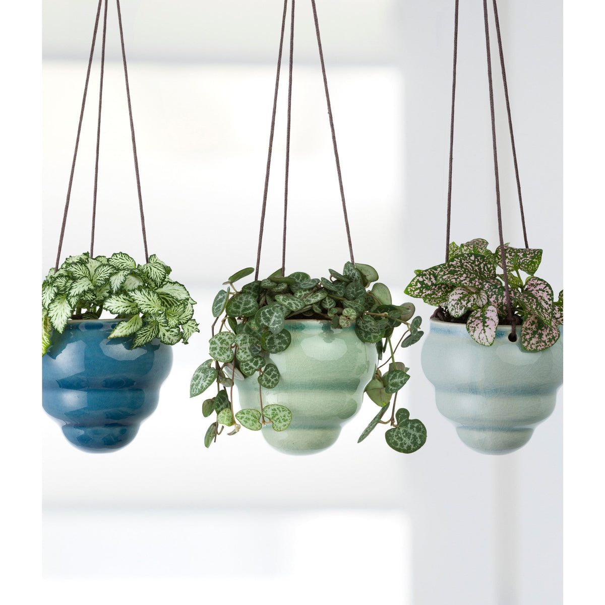 Set of three hanging ceramic vase planters with green foliage and brown cords
