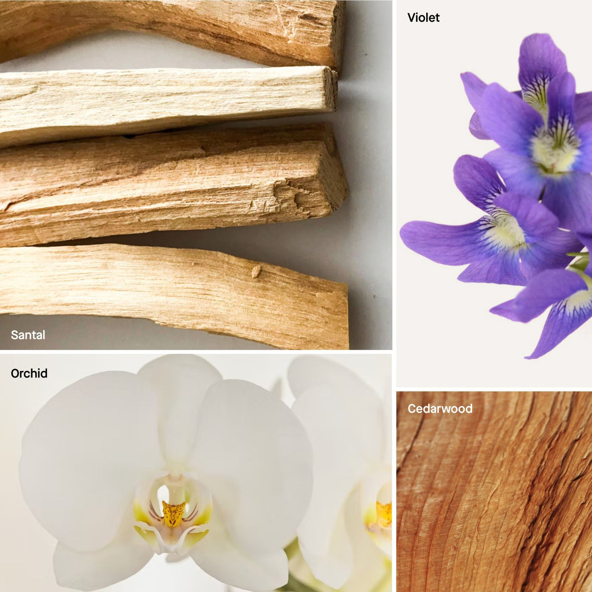 SANTAL scent notes collage with light wood, violet blossom, orchid flower, and cedarwood