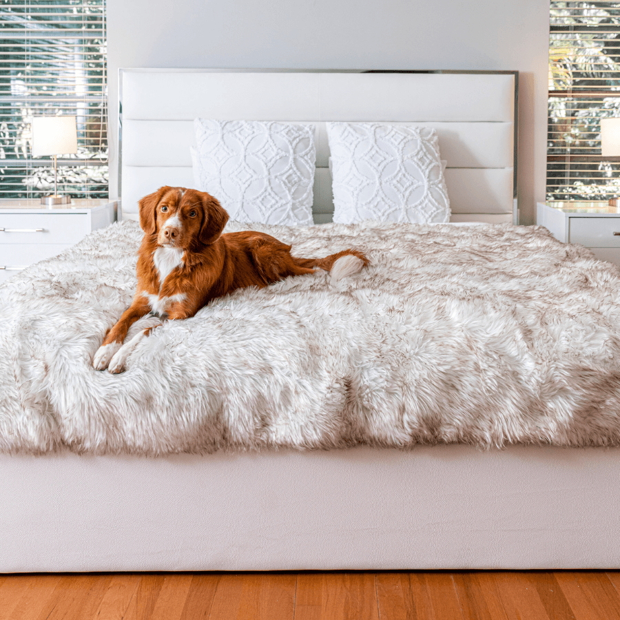 White shaggy waterproof throw blanket on bed with red-brown dog resting on it