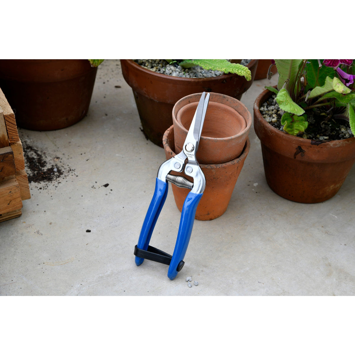 Blue-handled snips held outdoors in front of potted plants
