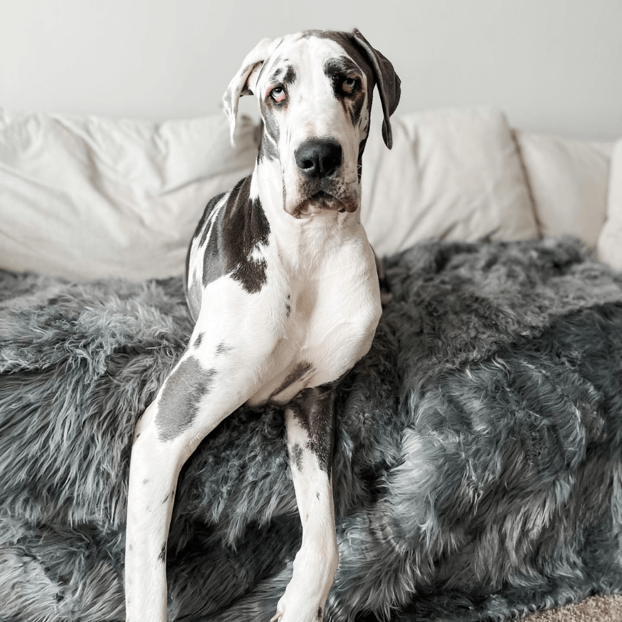 Charcoal grey shaggy waterproof throw blanket with a sitting black-and-white dog