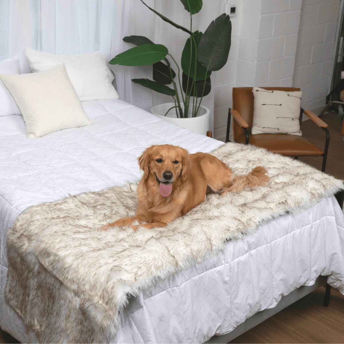 White plush waterproof bed runner for dogs with a darker trim edge