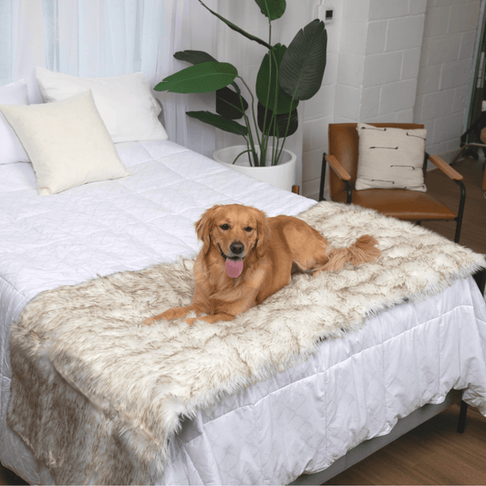 White plush waterproof bed runner for dogs with a darker trim edge