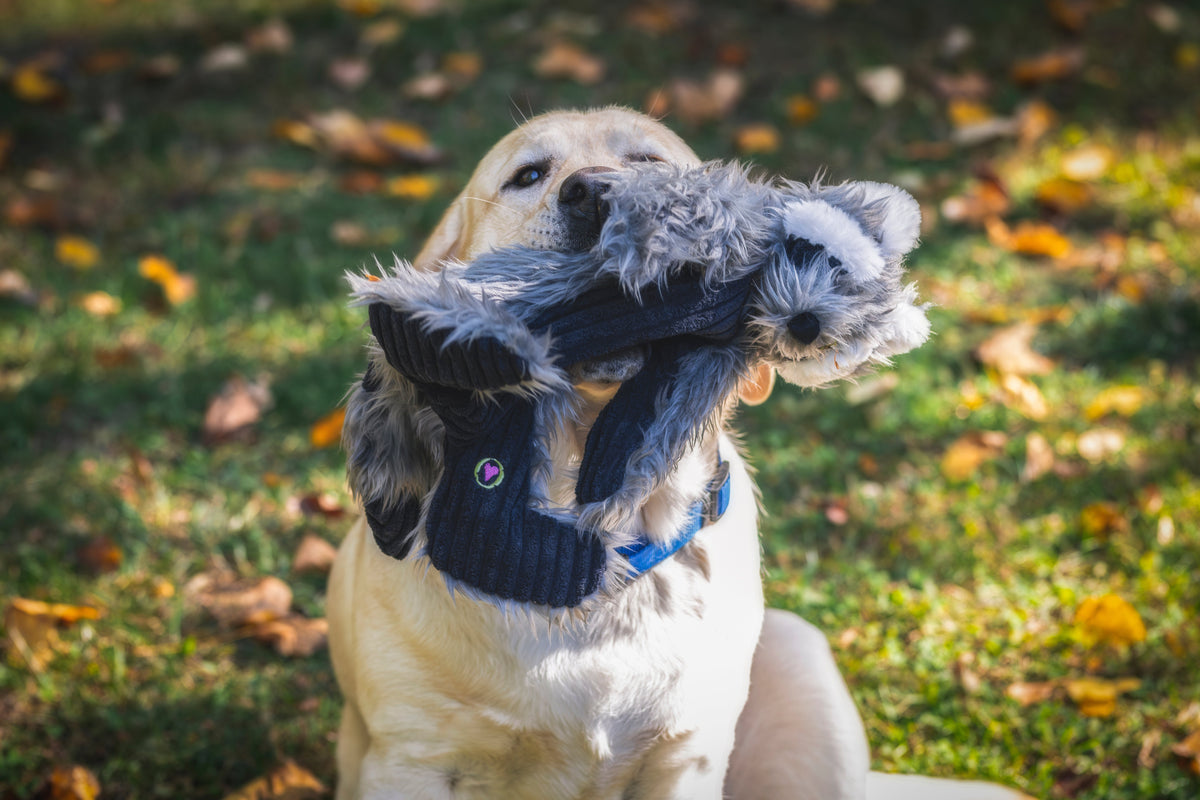 Dog holding a gray raccoon plush toy in its mouth