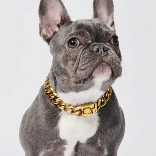 Gold Cuban link chain dog collar worn on a gray French bulldog