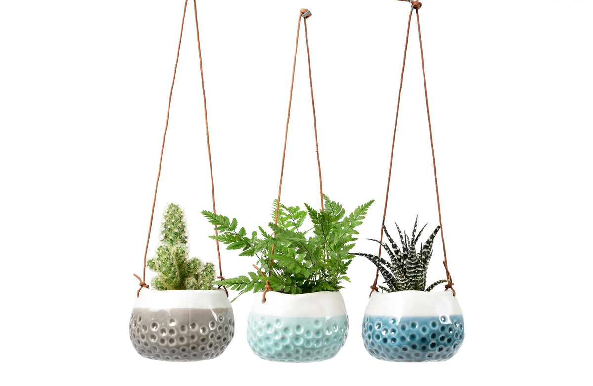 Three hanging dotty vases on brown rope, each filled with different small plants.