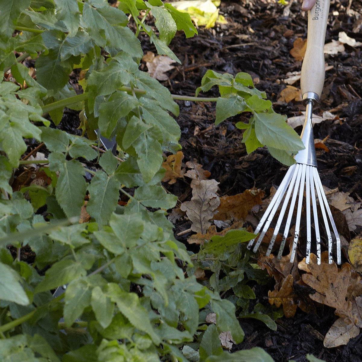 Stainless steel shrub rake head in garden soil among leafy plants