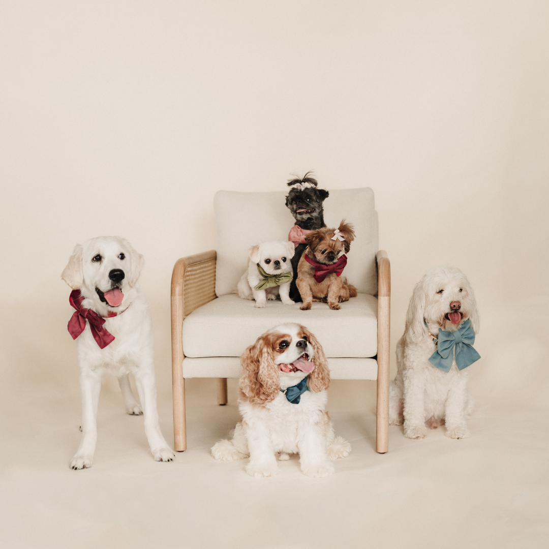 Dogs wearing mulberry velvet sailor bow collars