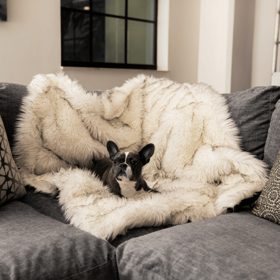 White shaggy waterproof throw blanket with brown trim on gray sofa, dog lying in it