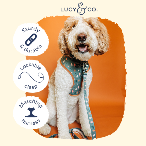 Printed dog leash clipped to a matching harness with a sturdy lockable clasp.