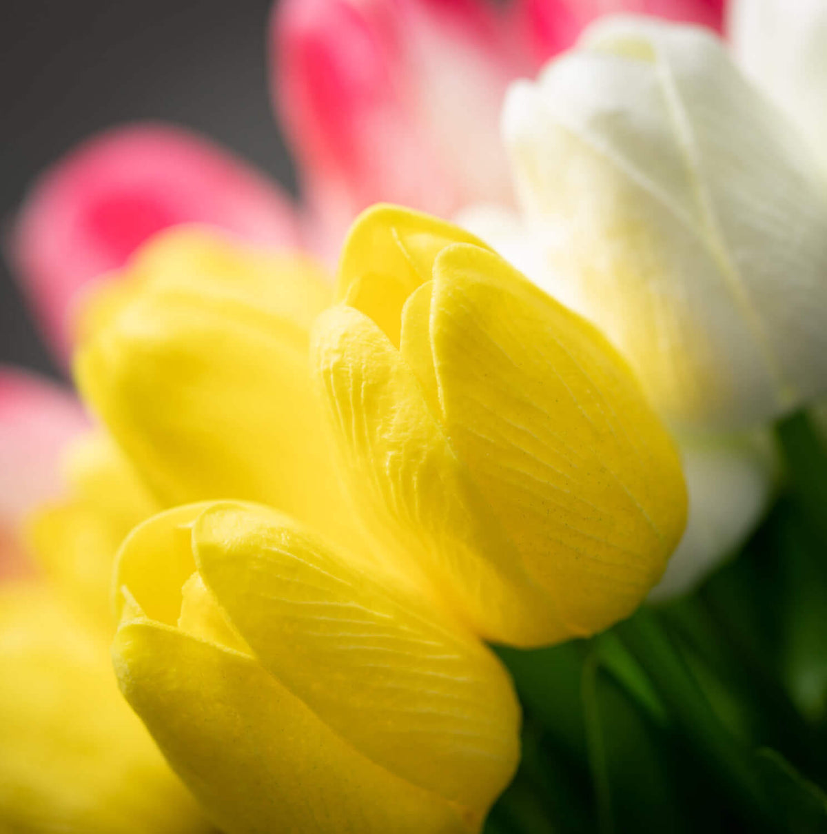 Yellow tulip bush with layered petals and green stems, close-up.