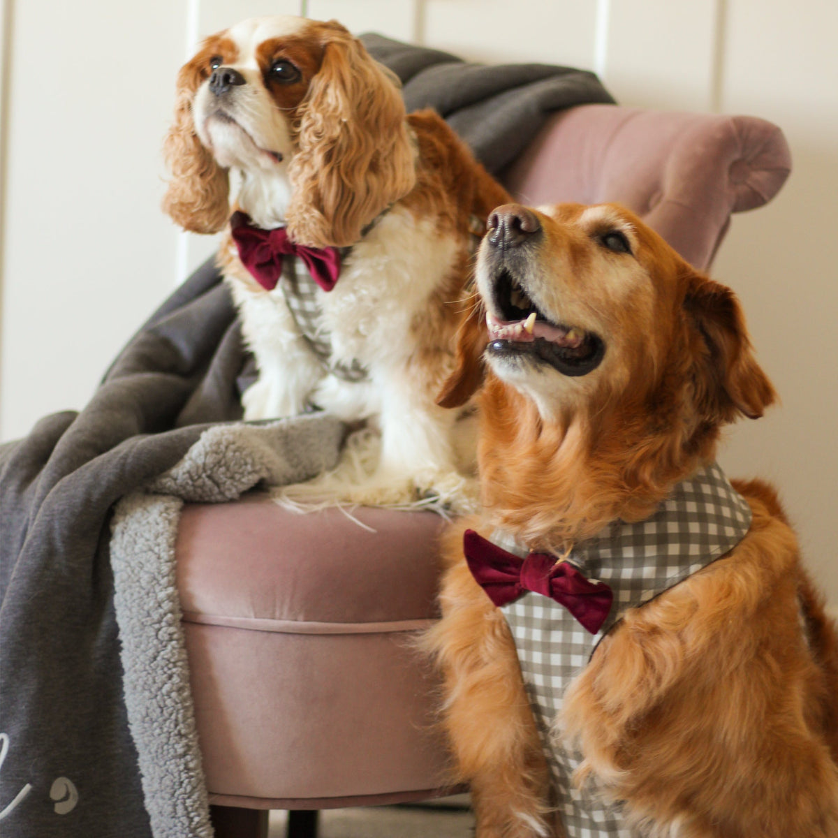 Red velvet dog bow tie worn by two dogs