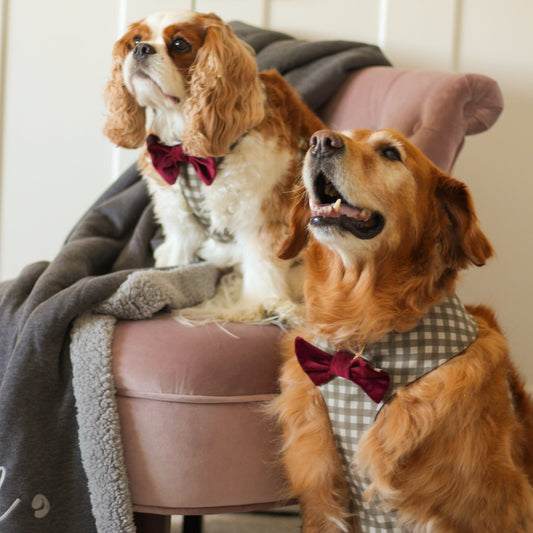 Red velvet dog bow tie worn by two dogs