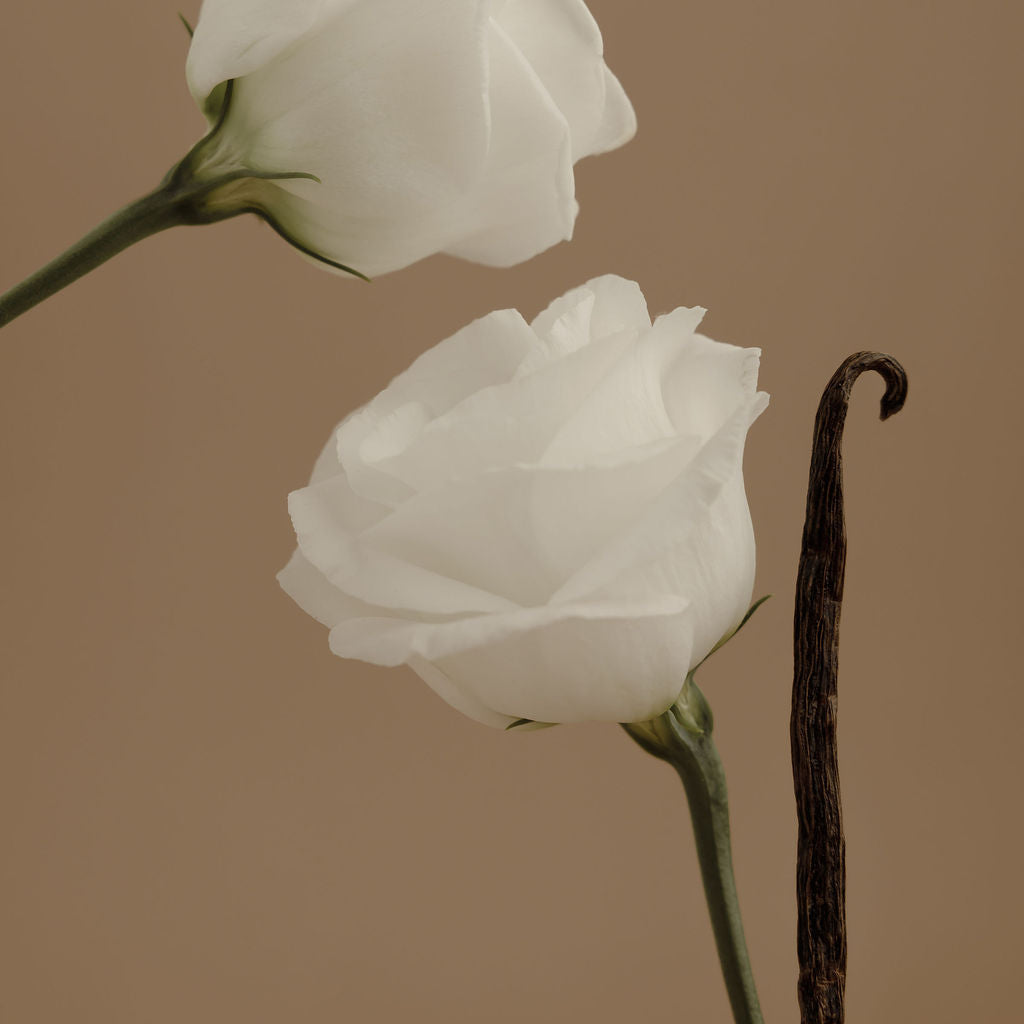 Perfume reed sticks with white flowers and dark stems