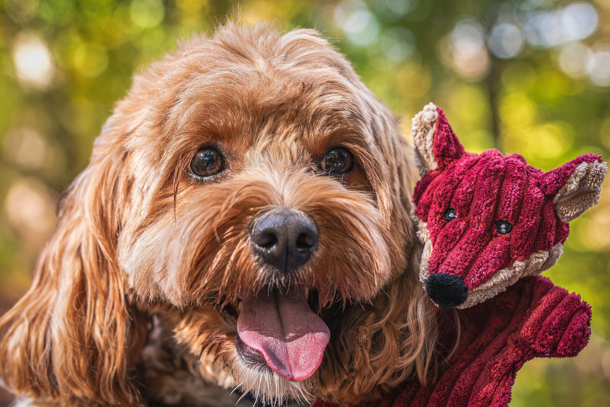 Plush dog toy set featuring a red fox-shaped toy beside a dog.