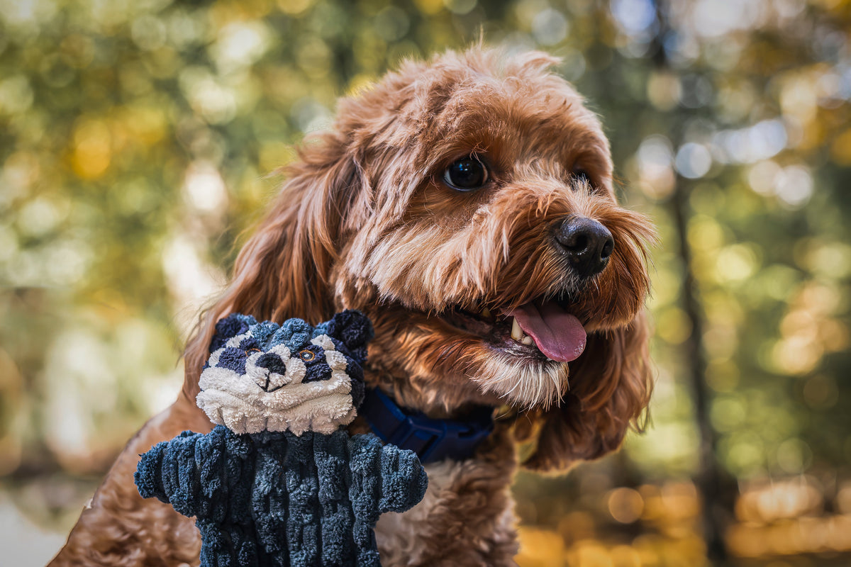 Plush dog toy with a blue and white animal face and textured body.