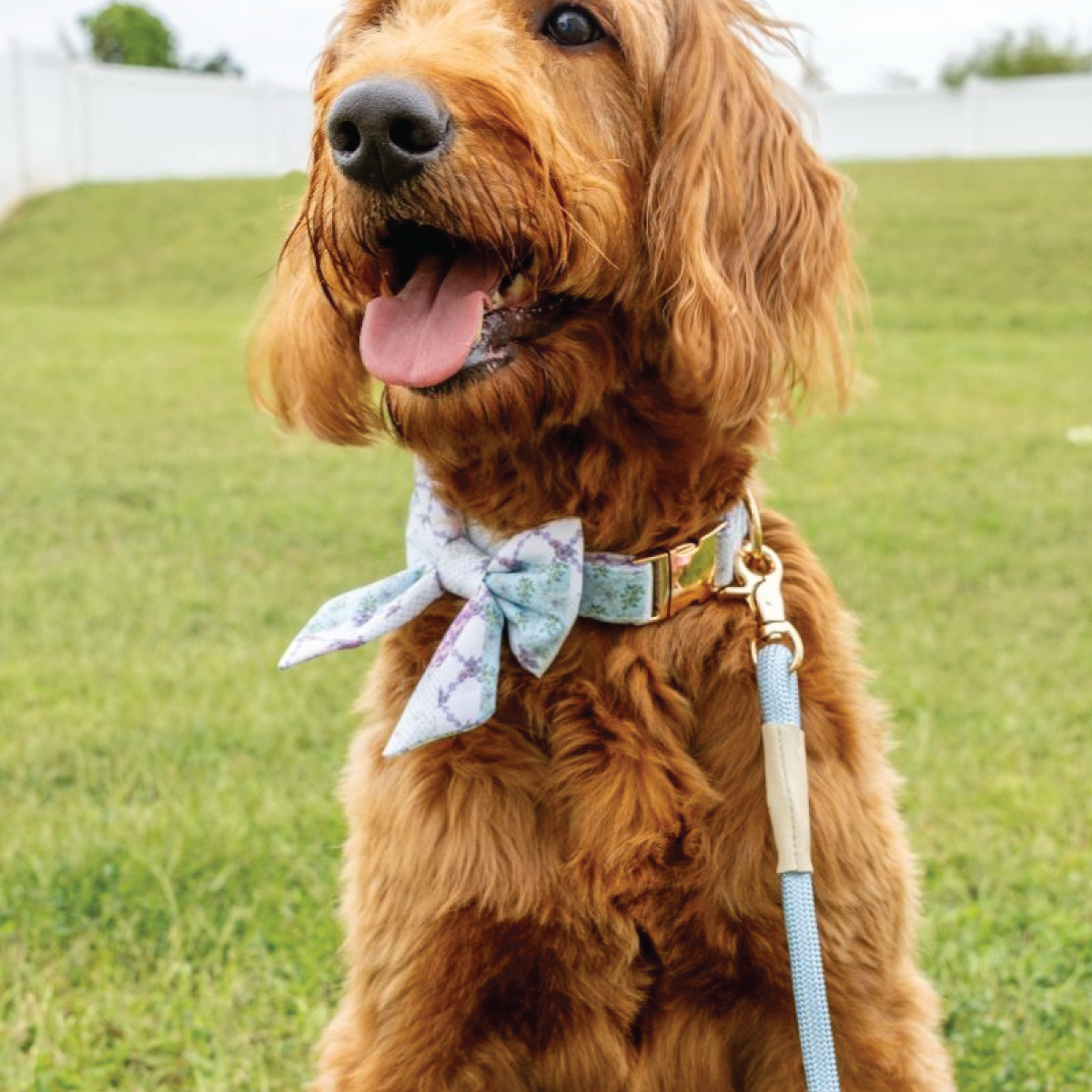 Turquoise pet leash with gold clip, worn by brown dog wearing blue bow collar
