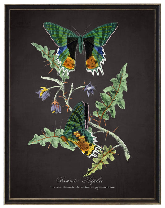 Framed vintage print with multicolor butterflies and leaves on dark background, silver frame