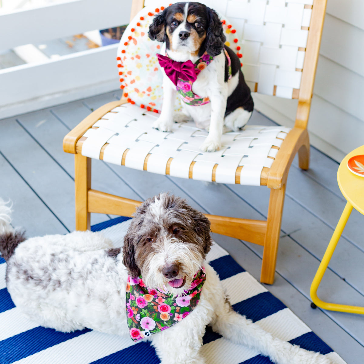 Small dog wearing reversible floral harness with maroon bow tie and buckle straps