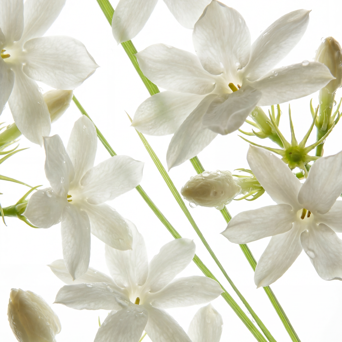 Jasmine flowers with green stems