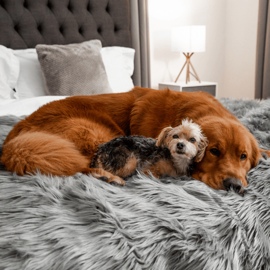 Charcoal grey shaggy waterproof throw blanket with multiple dogs lying on it