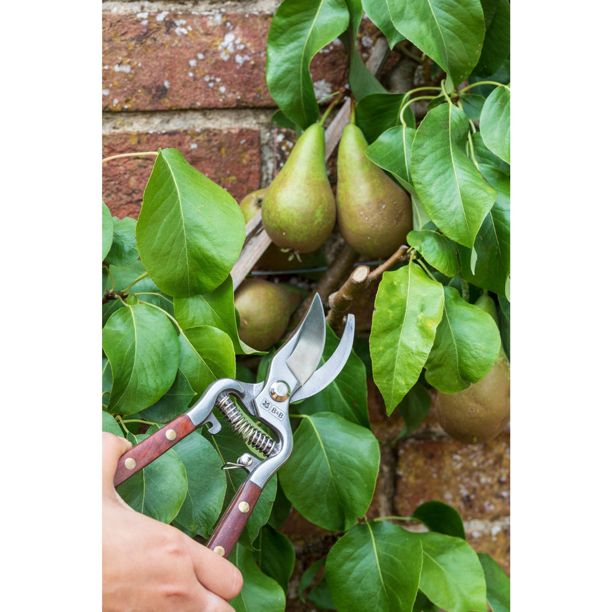 Wood-handle bypass pruner trimming branches among pears and green leaves