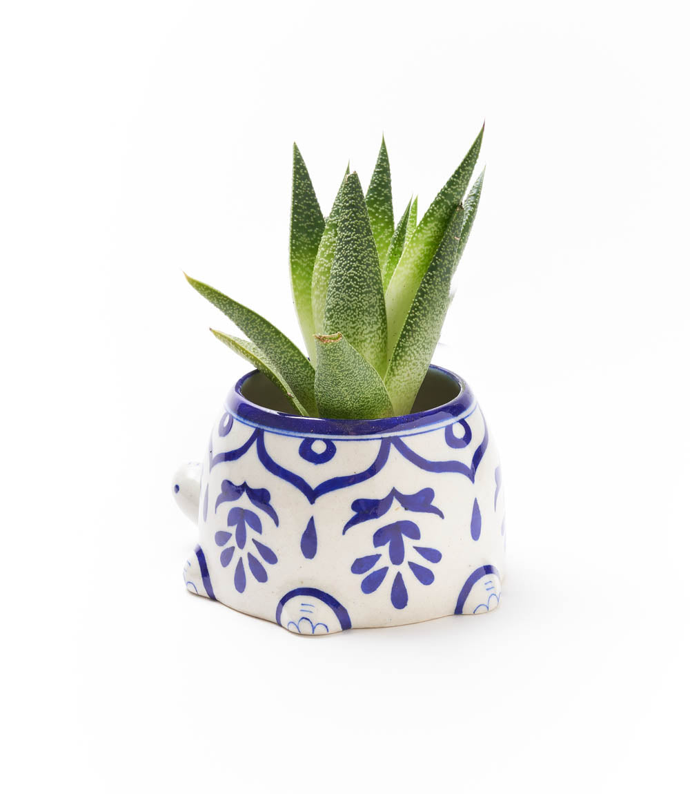 Ceramic turtle-shaped succulent planter with green rosette succulent and blue floral accents