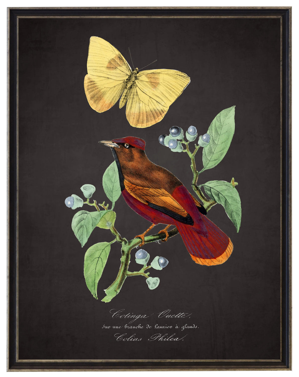 Framed vintage bird and butterfly wall print with distressed dark background, black and silver frame