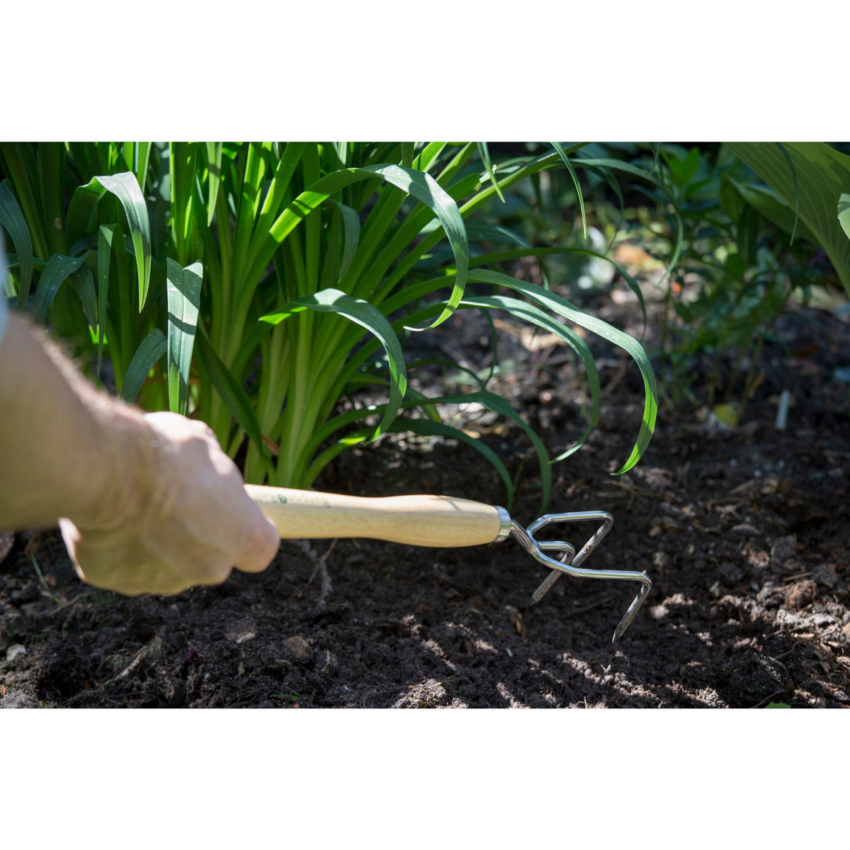 Handheld stainless steel claw cultivator with wooden handle, tines in garden soil