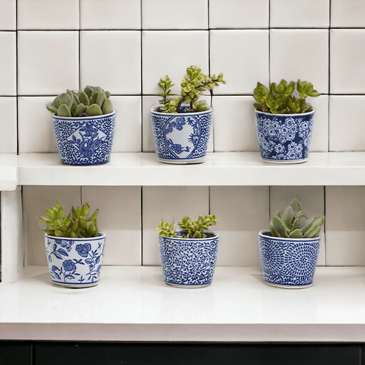 Mini chinoiserie cachepots set of small blue-and-white patterned ceramic planters with succulents