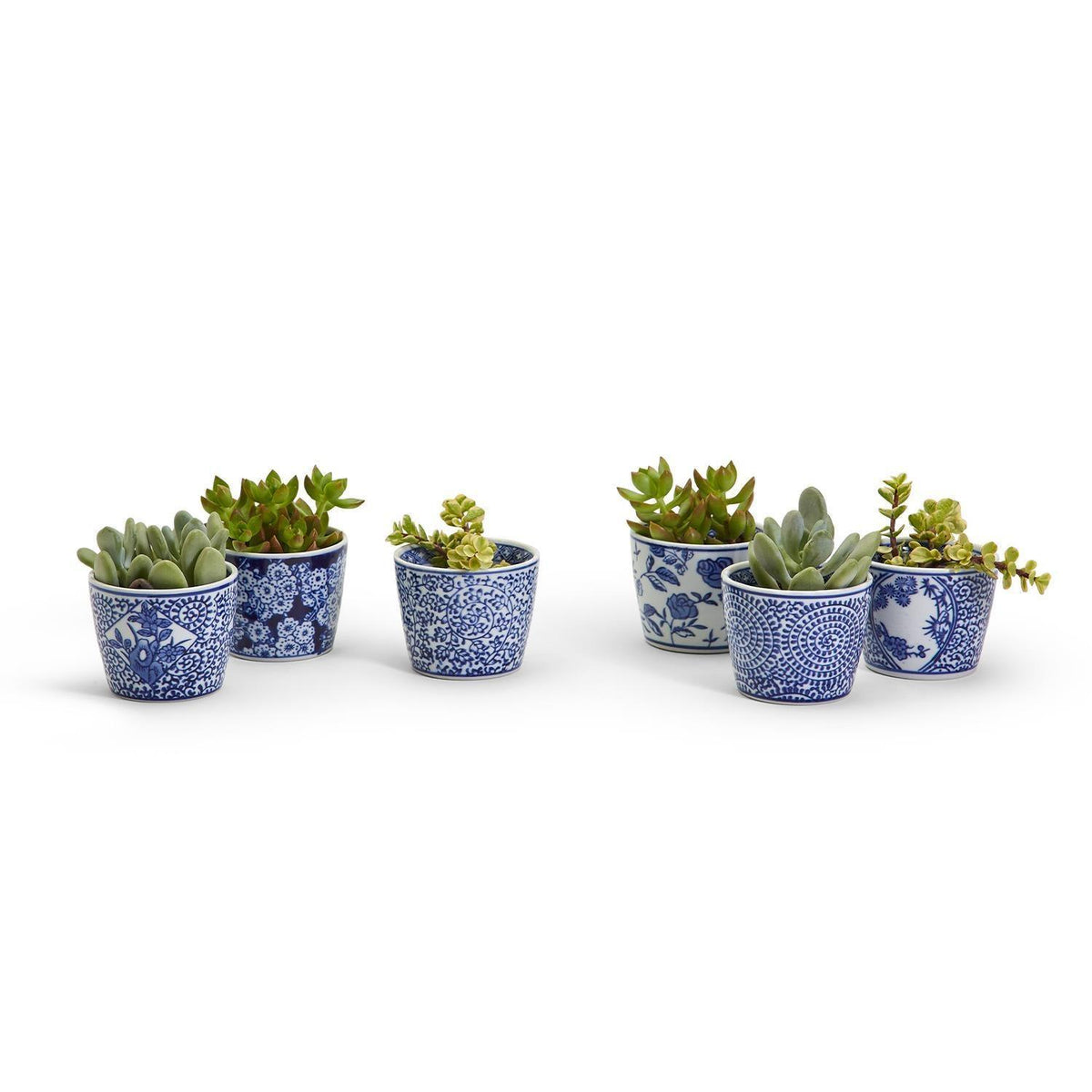 Group of blue-and-white cachepots with green succulents in ceramic planters