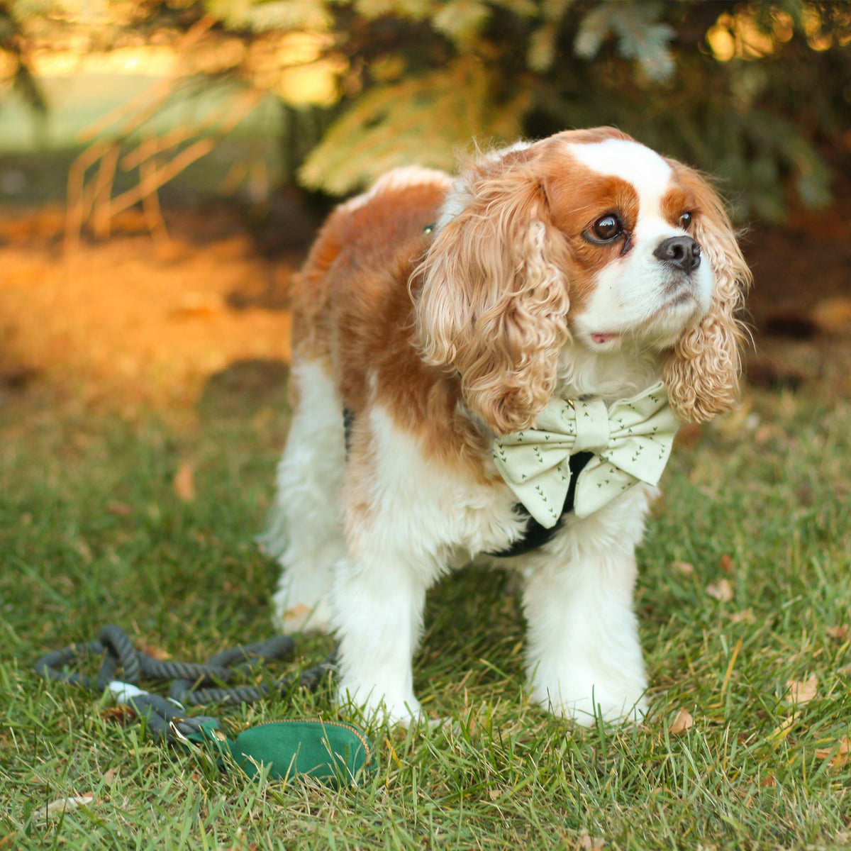 Green rope dog leash visible on a small dog with bow tie and gold clasp