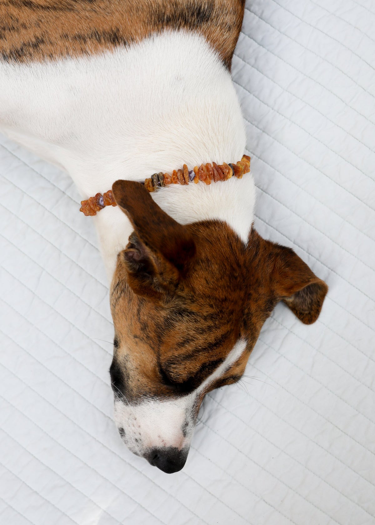 Dog wearing raw amber and amethyst pet bead necklace, orange and dark rough stones