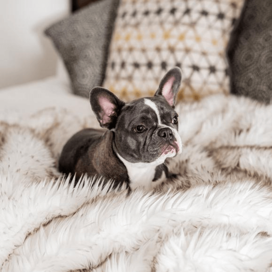 Waterproof shag throw blanket with off-white fur texture, French bulldog resting on it